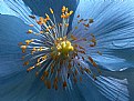 Picture Title - The Blue Himalayan Poppy 