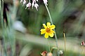 Picture Title - Yellow Flower with Insect