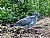 Columba palumbus