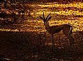 Picture Title - Golden Gazelle