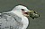 Ring-billed Gull with Prize