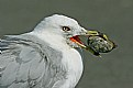 Picture Title - Ring-billed Gull with Prize