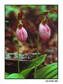 Picture Title - Pink Lady Slippers