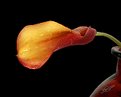 Picture Title - Calla