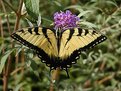 Picture Title - Tiger Swallowtail Butterfly