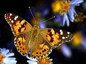 Picture Title - Painted Lady (Cynthia cardui)