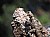 Lizard