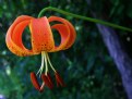 Picture Title - tiger lily unfolding