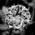 Picture Title - dead flower...