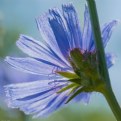 Picture Title - Chicory