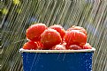 Picture Title - Cherry Tomatoes