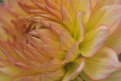 Picture Title - Monet Dahlia