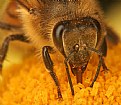 Picture Title - Bee