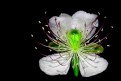 Picture Title - Kapary flower 2