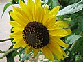 Picture Title - girasole