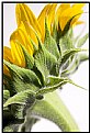 Picture Title - sunflower