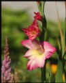 Picture Title - Gladiolas