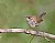 Bewick's Wren