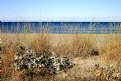 Picture Title - another beach weed