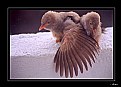 Picture Title - Under the wing..!
