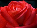 Picture Title - In the folds of a rose.....