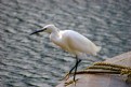 Picture Title - White Heron