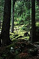 Picture Title - green forest