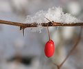 Picture Title - Snow Berry