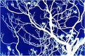 Picture Title - Negative BRANCHES