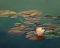 Picture Title - Water Lily, Balboa Park