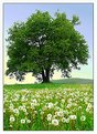 Picture Title - Dandelions and tree