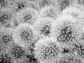 Picture Title - Dandelion Seeds