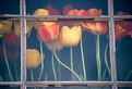 Picture Title - Tulips in the Window