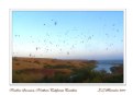 Picture Title - Swallows Flight