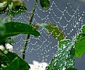 Picture Title - Garden Wide Web...gwb.spider.home