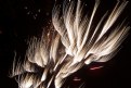 Picture Title - Fireworks