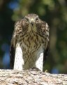 Picture Title - Young Hawk