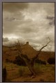 Picture Title - Cedar and Red Rock