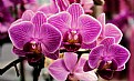 Picture Title - Orchids