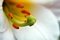 Picture Title - lilium