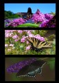 Picture Title - Swallowtail Triptych