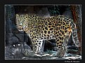 Picture Title - Amur Leopard (d1418)