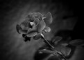 Picture Title - rose-3