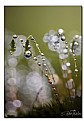 Picture Title - Pearls of Nature