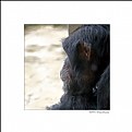 Picture Title - Chimp