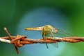 Picture Title - Golden Dragonfly