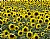 Lots of Sunflowers