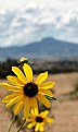 Picture Title - Yellow Flower and Volcano