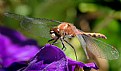 Picture Title - Dragonfly and Petunia