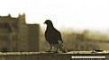 Picture Title - bird